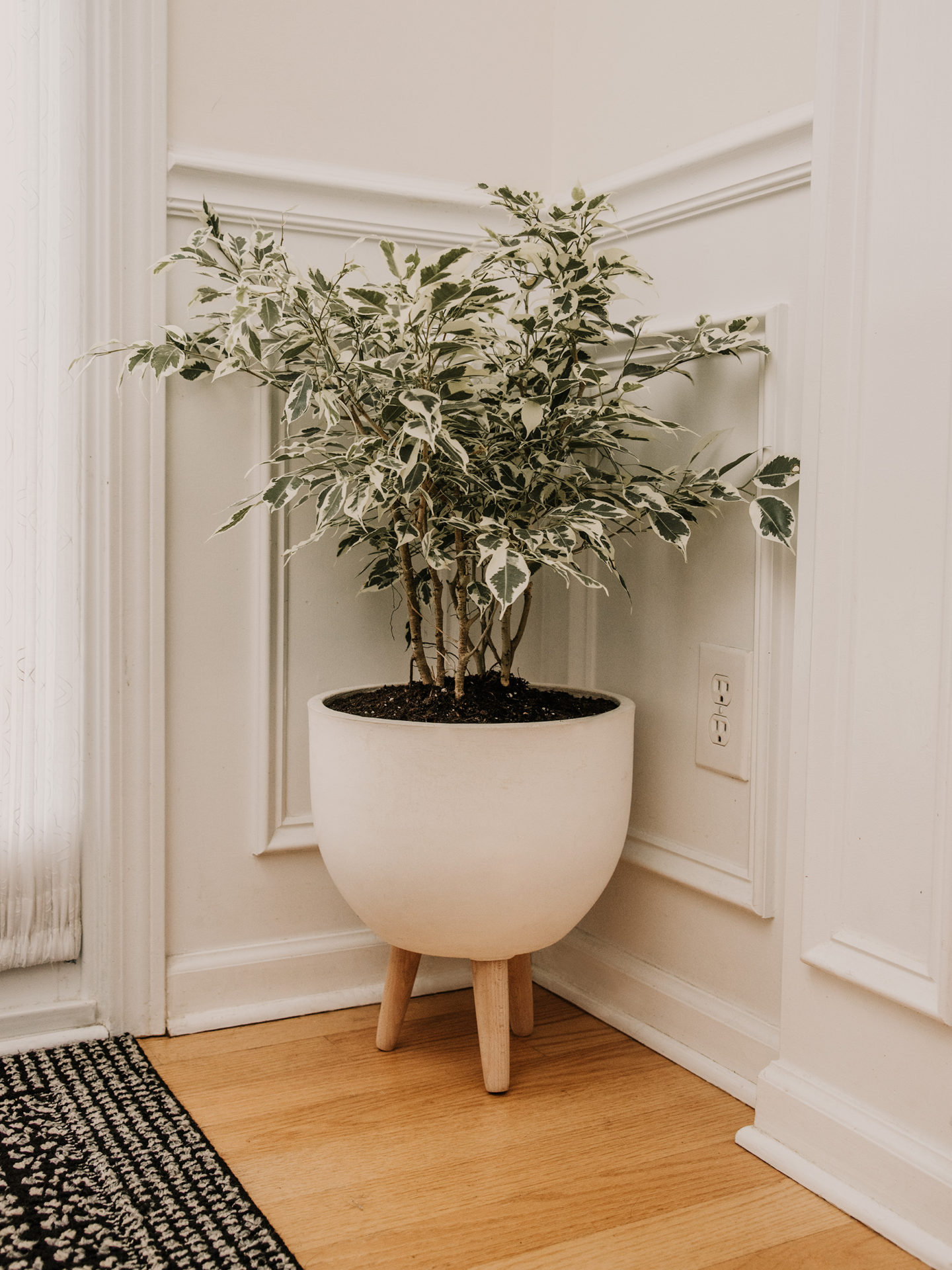 Ficus-indoor-plant